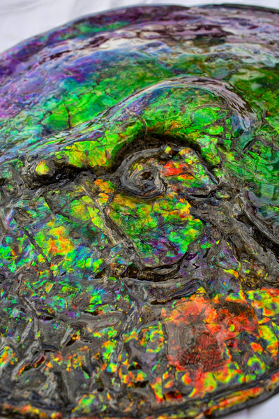 Huge Ammonite Fossil - Costatum Double sided 55 cm x 45 cm アンモナイト化石 コス -  Ammonite Rainbow アンモナイトレインボー