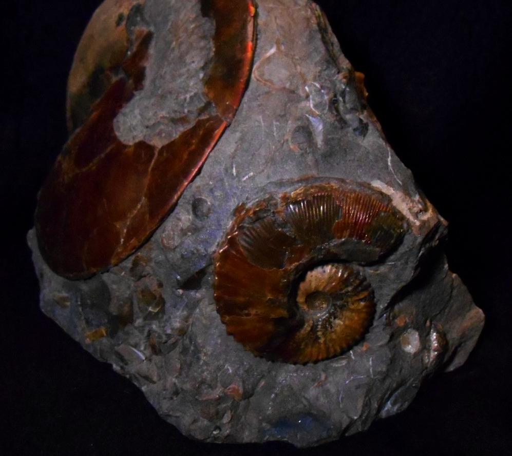 USA Ammonite Ammolite Sphenodiscus sp & Hoploscaphites Scaphite アンモナイト -  Ammonite Rainbow アンモナイトレインボー