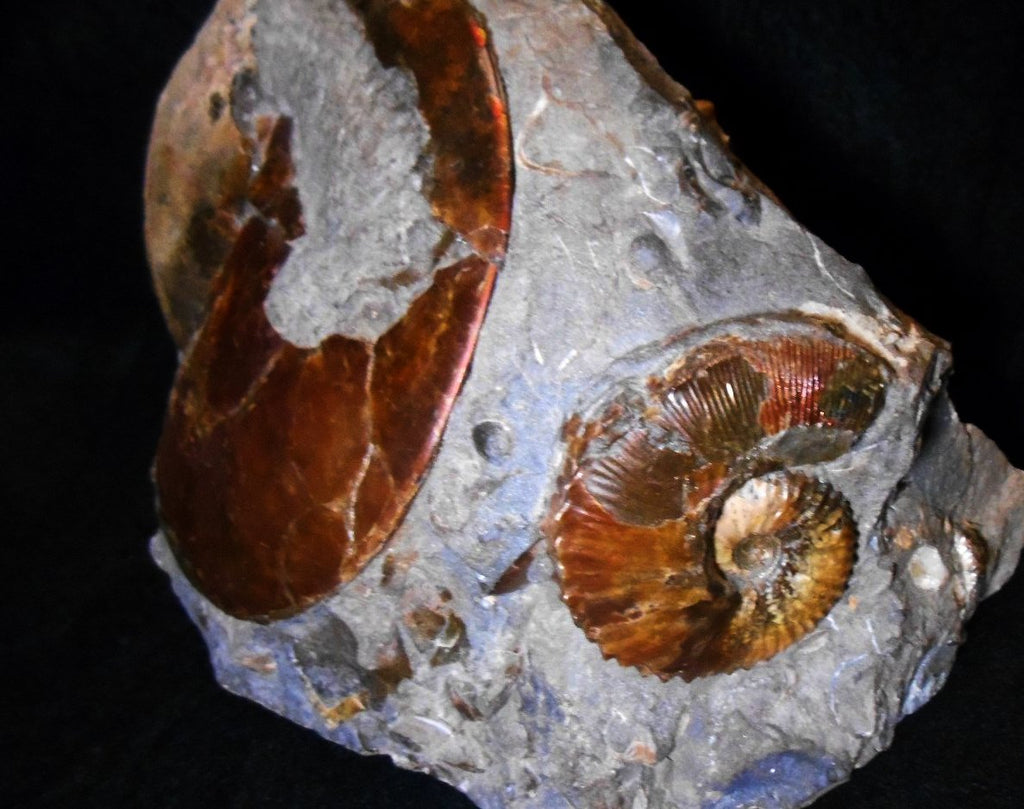 USA Ammonite Ammolite Sphenodiscus sp & Hoploscaphites Scaphite アンモナイト -  Ammonite Rainbow アンモナイトレインボー