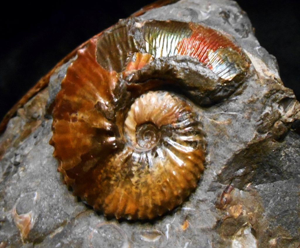 USA Ammonite Ammolite Sphenodiscus sp & Hoploscaphites Scaphite アンモナイト -  Ammonite Rainbow アンモナイトレインボー