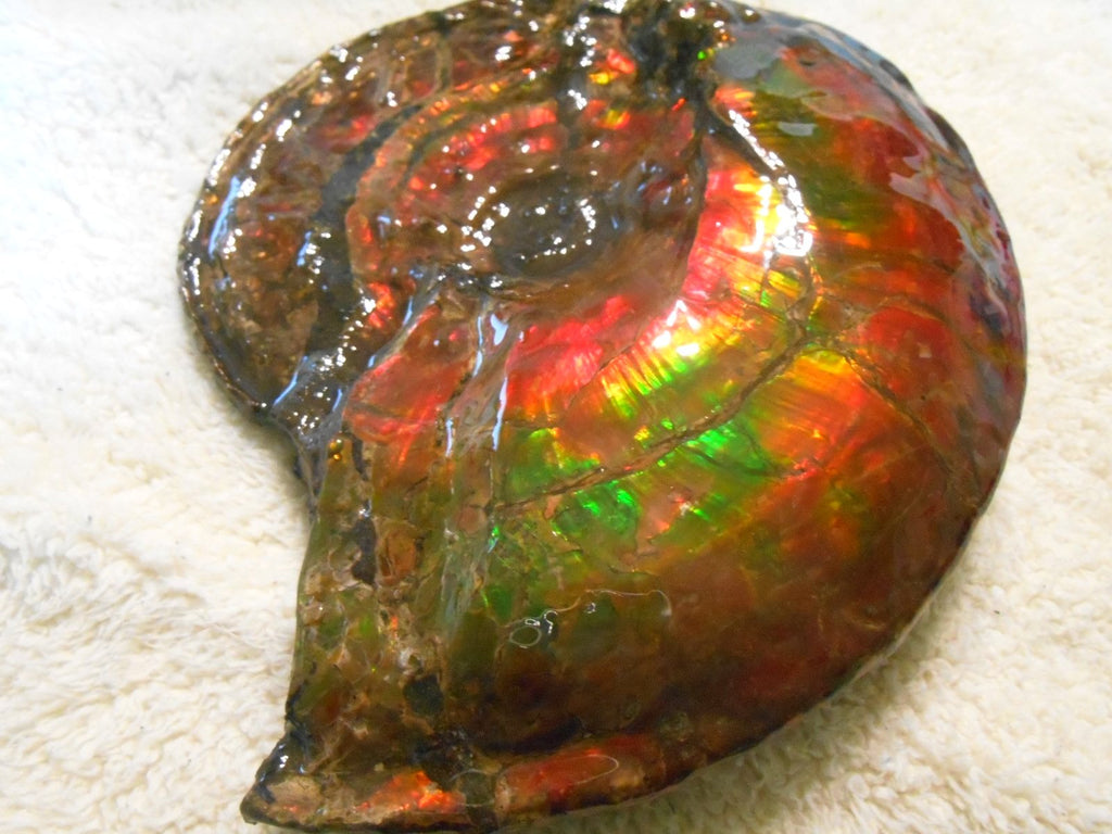 Ammonite Fossil - Placenticeras Interclare Ammolite アンモナイト 完全体 プラセンティ -  Ammonite Rainbow アンモナイトレインボー