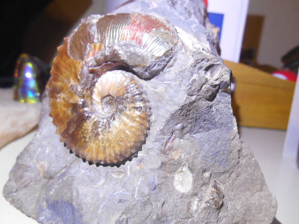 USA Ammonite Ammolite Sphenodiscus sp & Hoploscaphites Scaphite アンモナイト -  Ammonite Rainbow アンモナイトレインボー