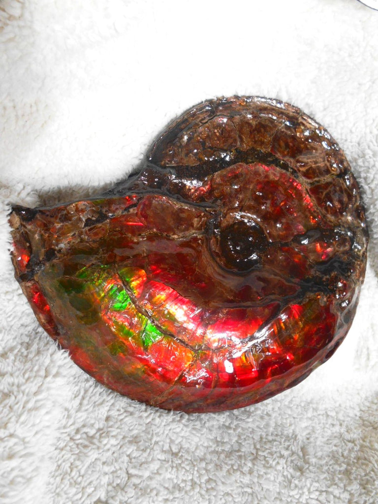 Ammonite Fossil - Placenticeras Interclare Ammolite アンモナイト 完全体 プラセンティ -  Ammonite Rainbow アンモナイトレインボー