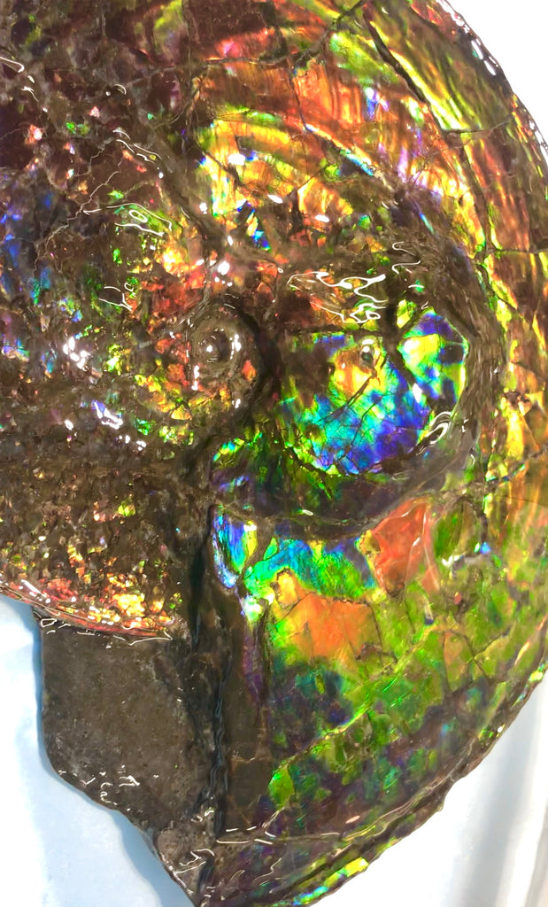 Spectacular Ammonite Fossil - Costatum Double sided 43.1 cm x 38 cm アン -  Ammonite Rainbow アンモナイトレインボー