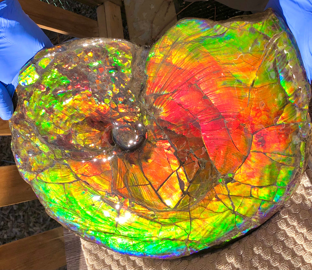 Spectacular Ammonite Fossil - Costatum Double sided 43.1 cm x 38 cm アン -  Ammonite Rainbow アンモナイトレインボー