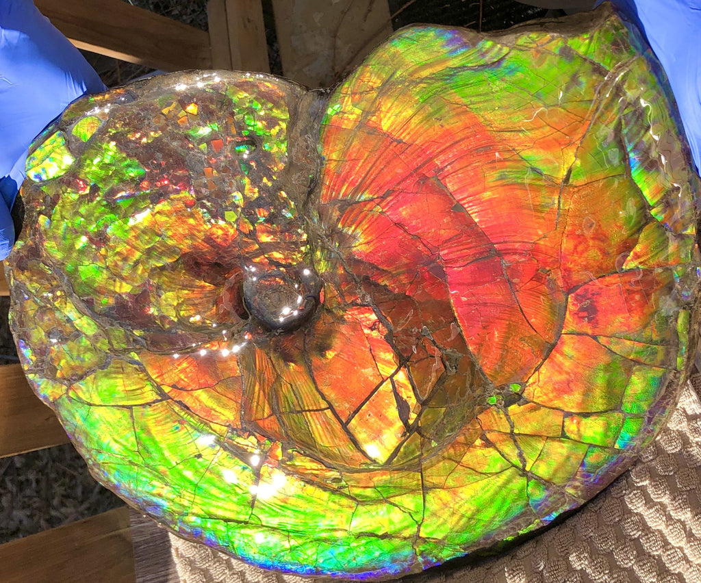 Spectacular Ammonite Fossil - Costatum Double sided 43.1 cm x 38 