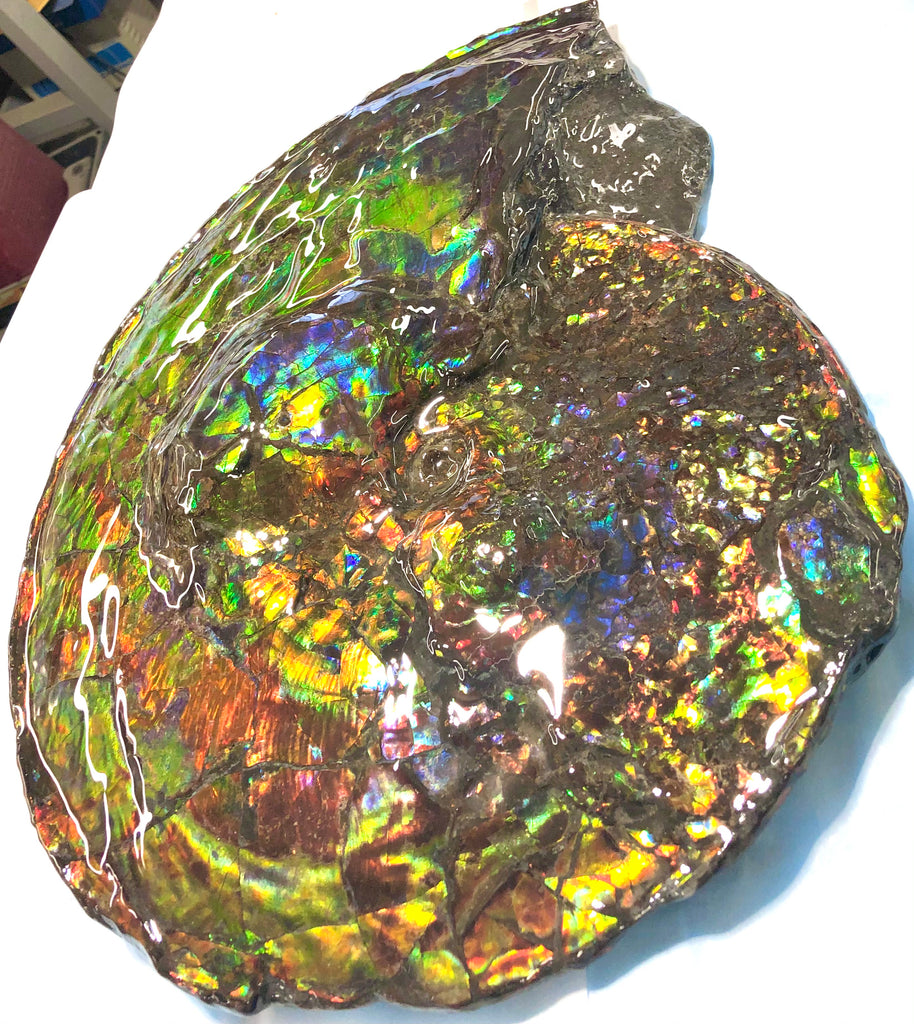 Spectacular Ammonite Fossil - Costatum Double sided 43.1 cm x 38 cm アン -  Ammonite Rainbow アンモナイトレインボー