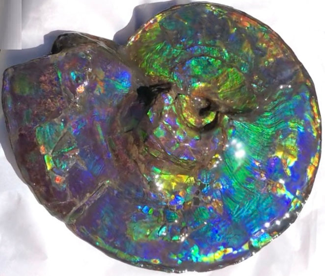 Make an offer! 価格交渉セール Spectacular Ammonite Fossil 