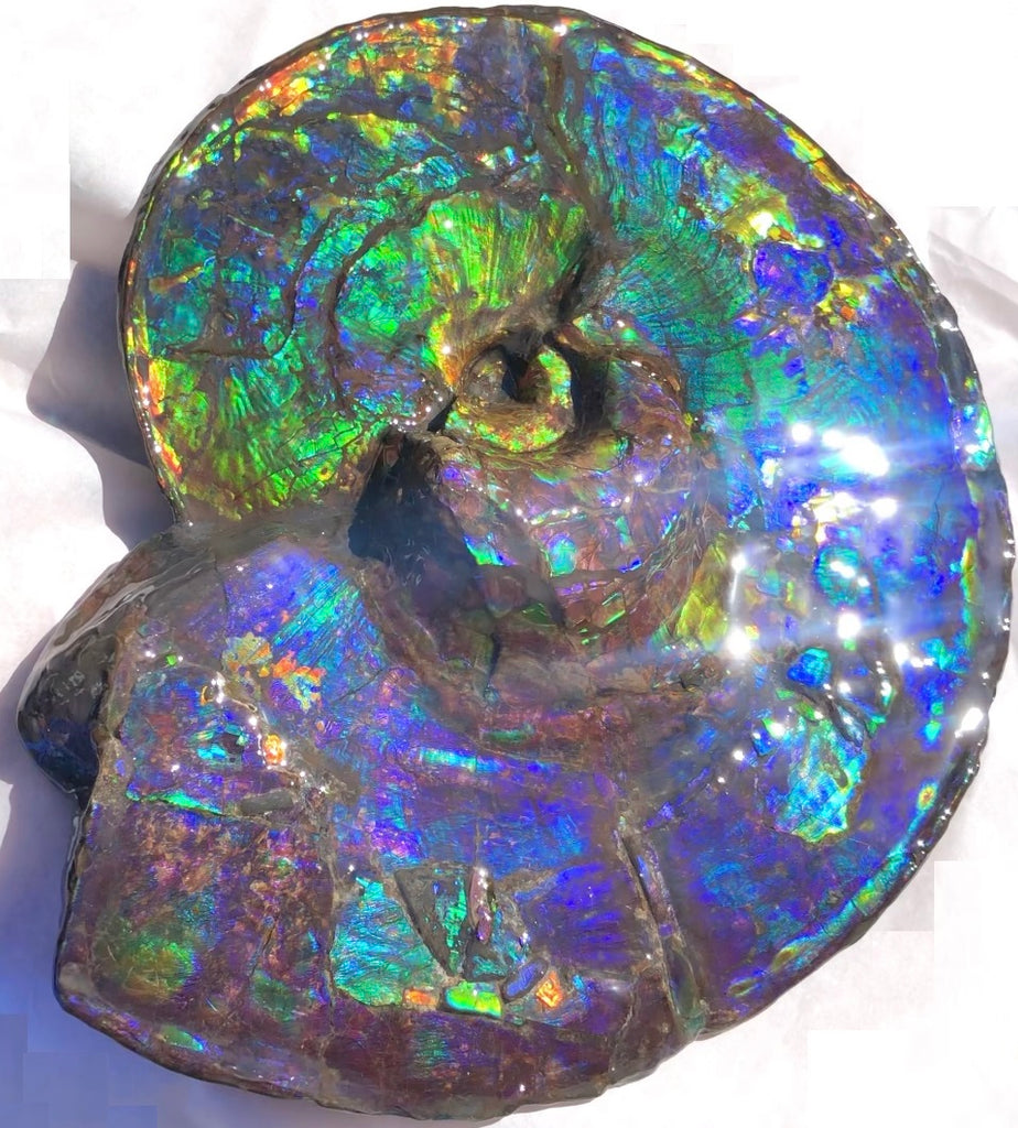 Make an offer! 価格交渉セール Spectacular Ammonite Fossil - Costatum Double s -  Ammonite Rainbow アンモナイトレインボー