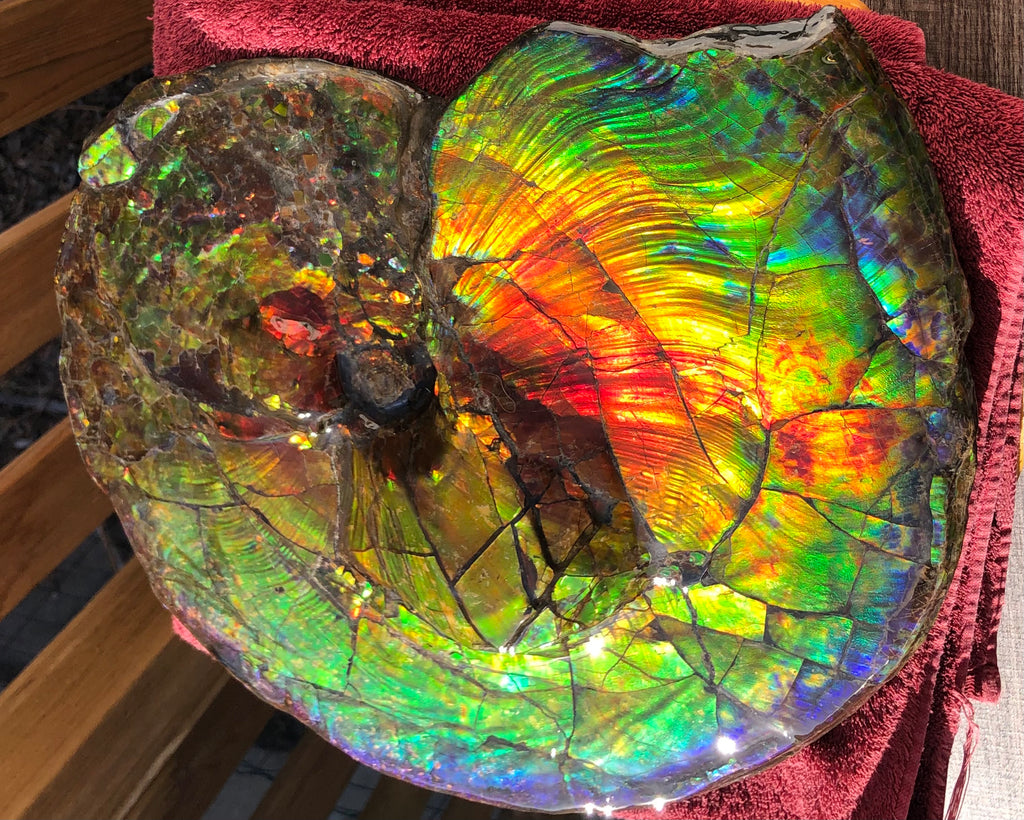 Spectacular Ammonite Fossil - Costatum Double sided 43.1 cm x 38 cm アン -  Ammonite Rainbow アンモナイトレインボー