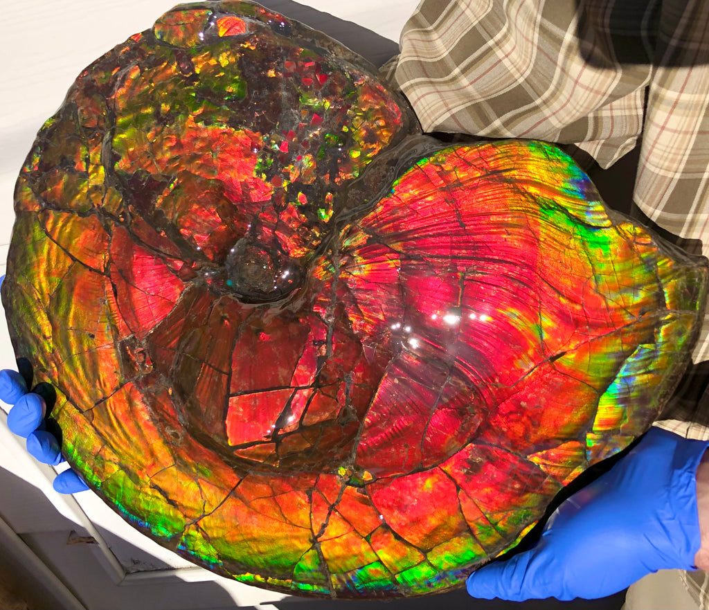 Spectacular Ammonite Fossil - Costatum Double sided 43.1 cm x 38 cm アン -  Ammonite Rainbow アンモナイトレインボー