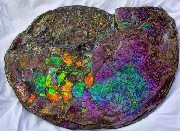 Huge Ammonite Fossil - Costatum Double sided 55 cm x 45 cm アンモナイト化石 コス -  Ammonite Rainbow アンモナイトレインボー