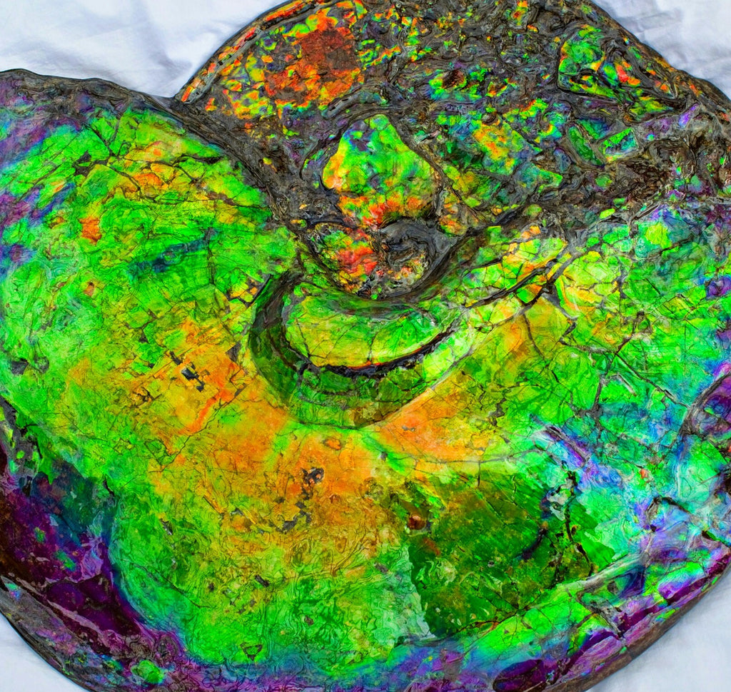 Huge Ammonite Fossil - Costatum Double sided 55 cm x 45 cm 