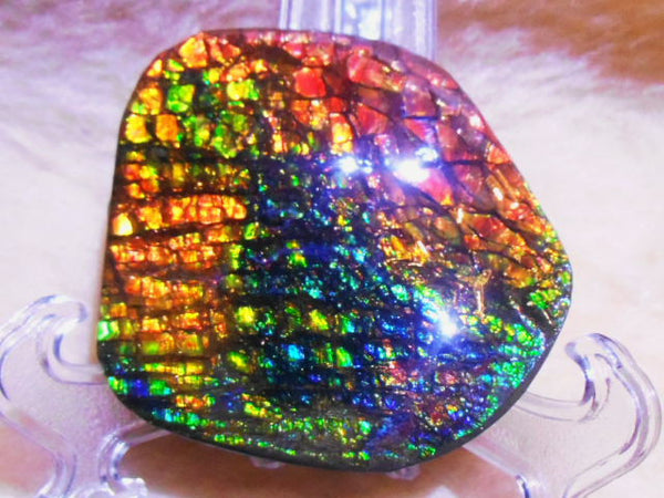 70 x 62 mm - Collector Stone - CS-30 風水 鑑賞 コレクター ドラゴンスキン アンモライト Ammoli -  Ammonite Rainbow アンモナイトレインボー